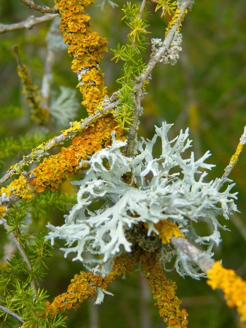 moss lichen branch