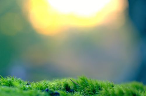 moss vegetation bokeh