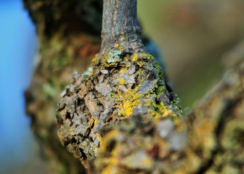Moss And Lichen On Branch
