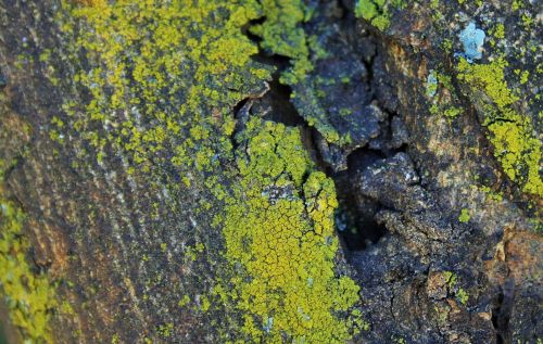 Moss And Lichen On Tree Trunk 1