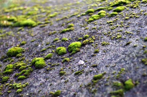 Moss And Stone
