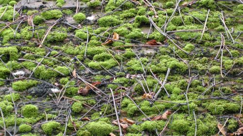 Moss And Twigs On A Roof