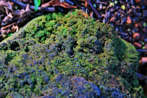 Moss Covered Rock