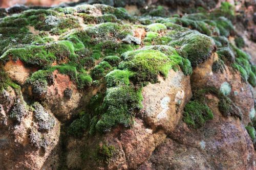 Moss Covered Rocks In The Woods