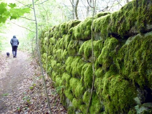 Moss Covered Wall