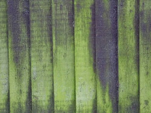 Moss On Wooden Fence Background