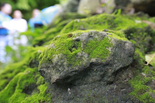 moss wall green government stone