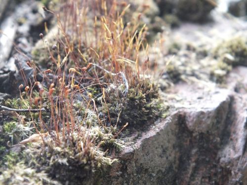 mosses stone grey