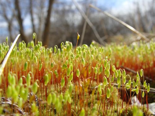 mosses spring sun