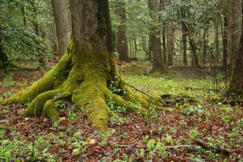 mossy tree roots