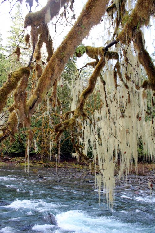 Mossy Tree Over The River