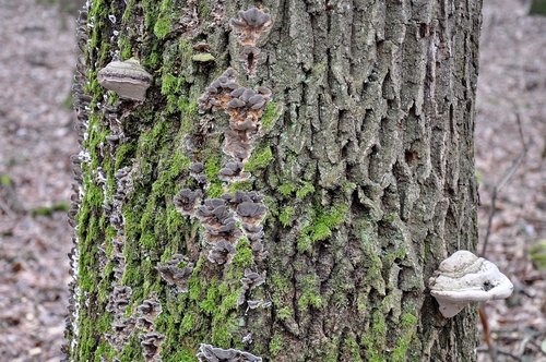 mossy tree trunk  tinder fungus  nature