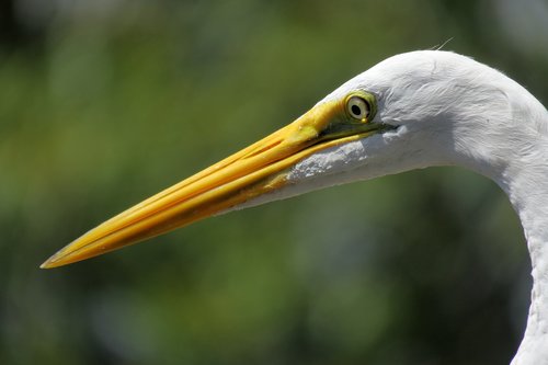 most day-herons and  eastern  yellow beak