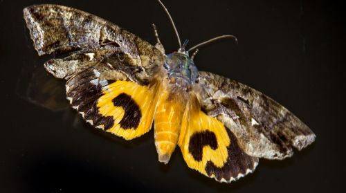 moth fruit-sucking moth large