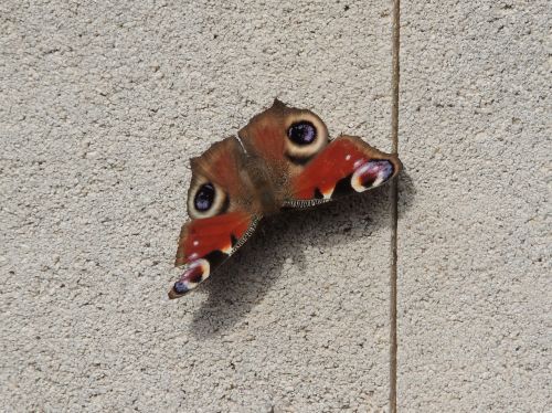 moth butterfly insect