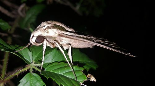 moth sphinx moth banded sphinx moth