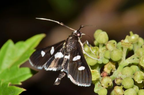 moth grape leaf roller insect