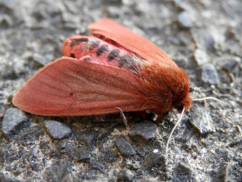 moth red insect