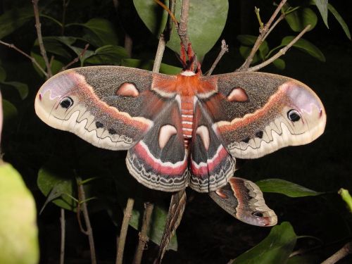 moth cecropia mating