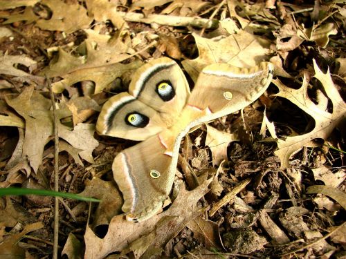 moth antherea polyphemus camouflage