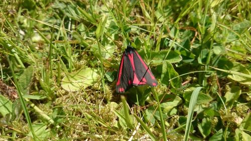 moth cinnabar moth cinnabar