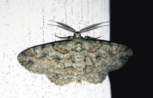moth iridopsis geometridae