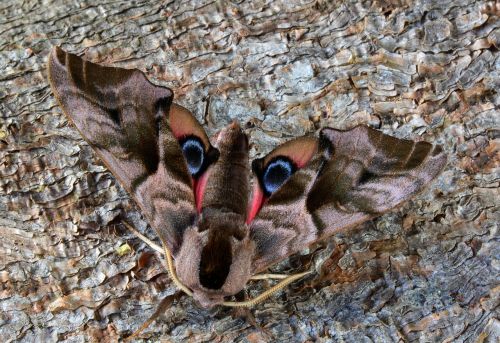 moth macro insect