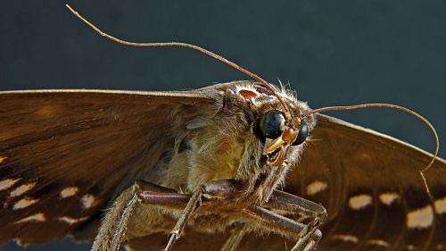 moth butterfly portrait