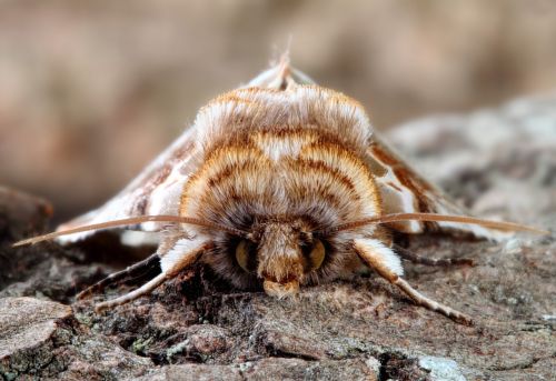 moth macro lepidoptera