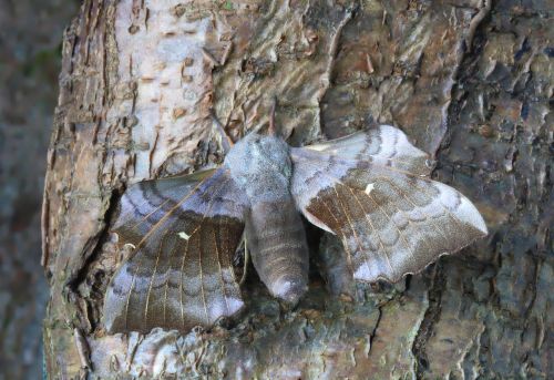 moth macro lepidoptera