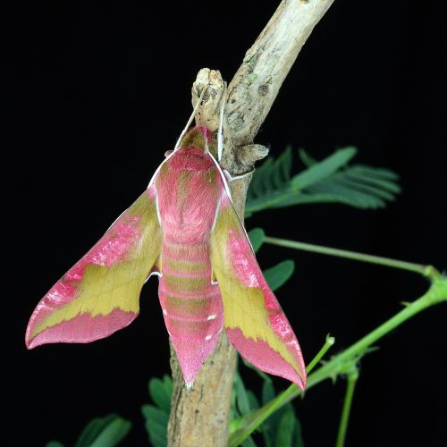 moth macro lepidoptera