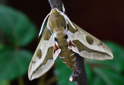 moth macro lepidoptera