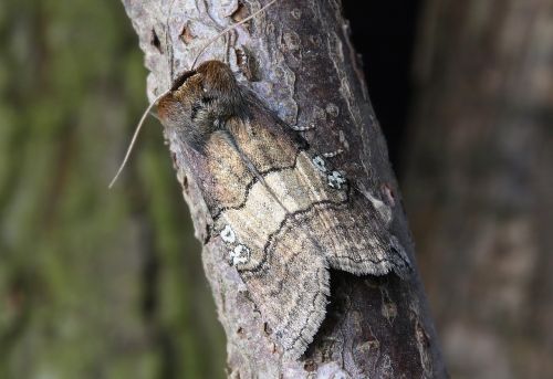 moth macro insect