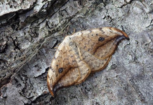 moth macro insect