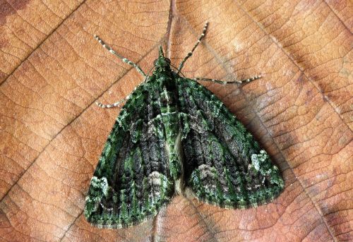moth macro insect