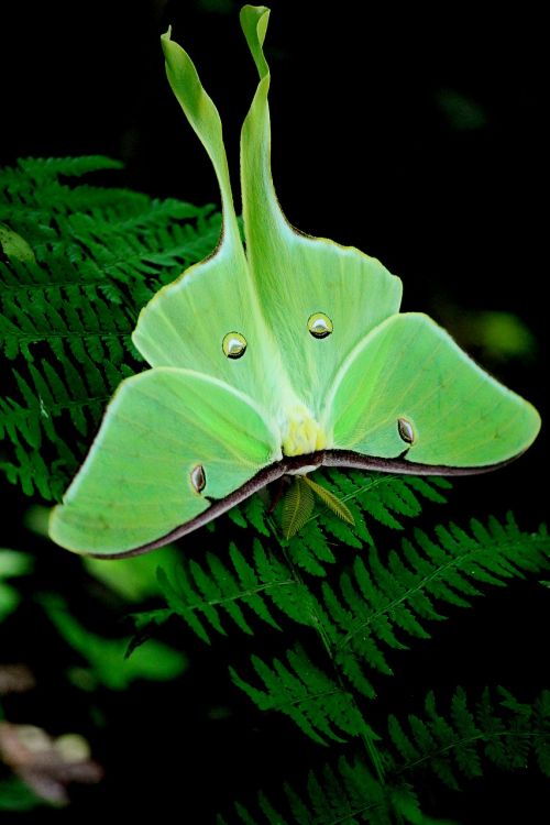 moth green nat