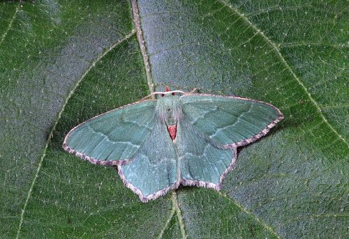 moth close up nature