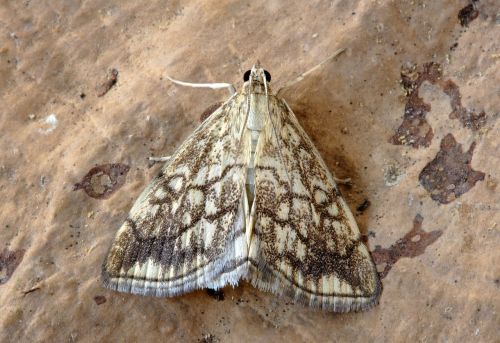 moth pyralid insect