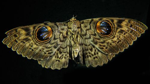 moth butterfly close