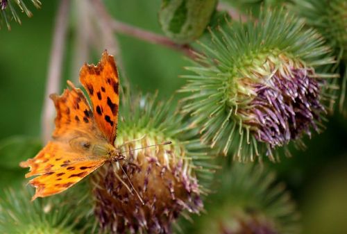 moth butterfly thistle