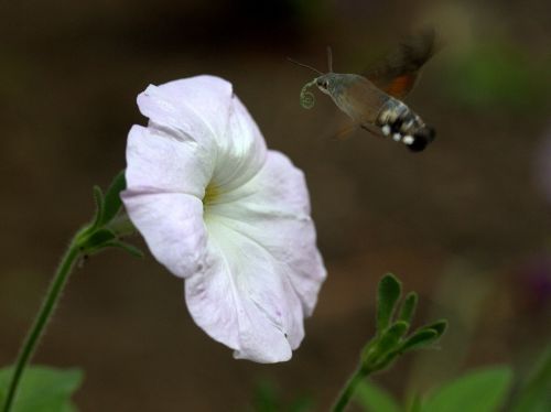 moth hummingbird flower