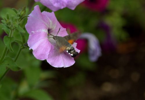 moth hummingbird flower
