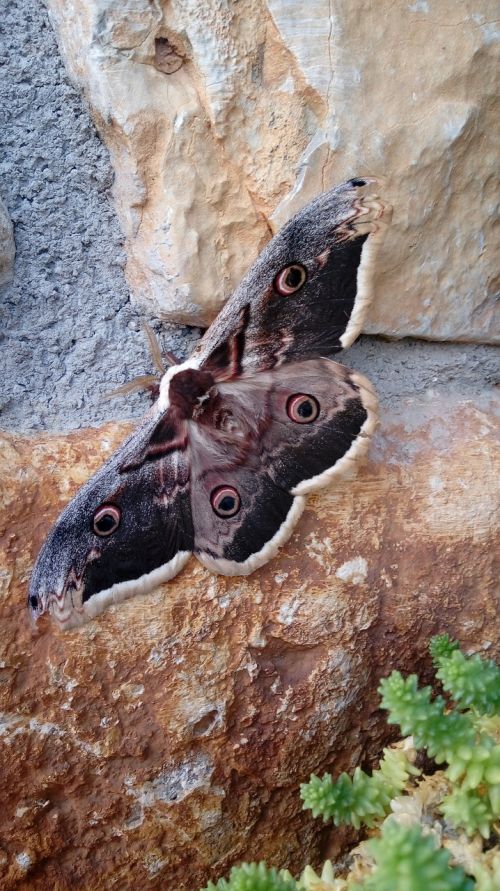 moth insect giant