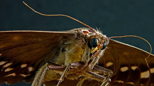 moth butterfly