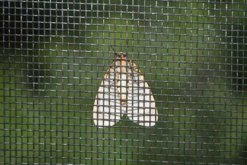 moth screen green