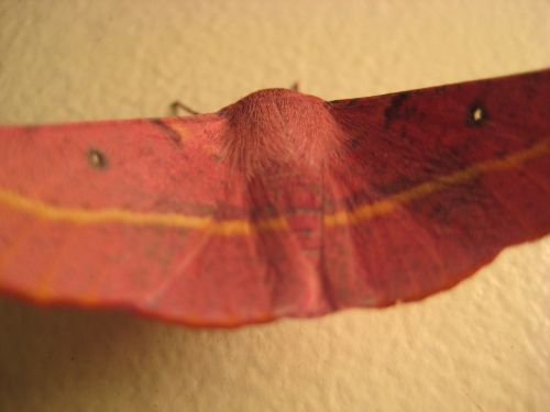 moth red animal