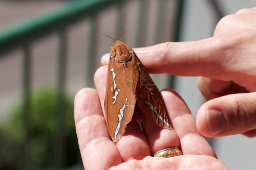 moth hawk-moth insect