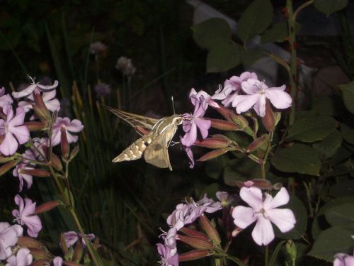moth flowers mountain