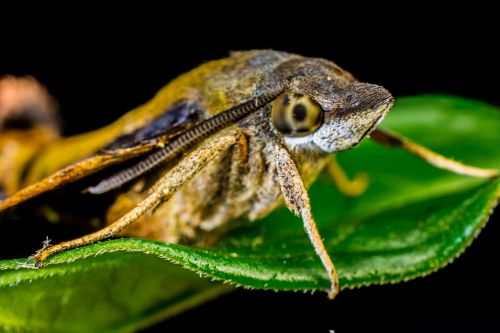 moth butterfly insect