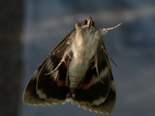 moth lepidoptera fauna